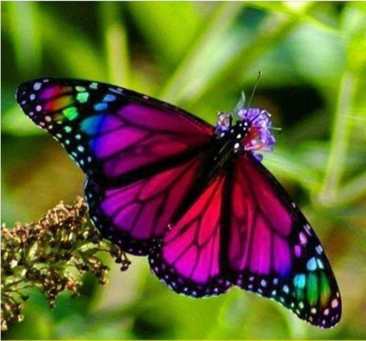 Красивая бабочка #5
