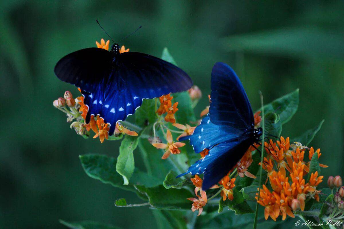 Красивая бабочка #7