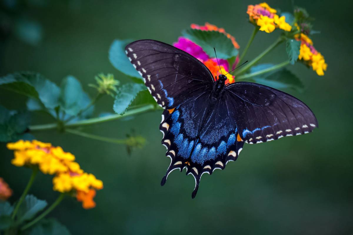 Красивая бабочка #8