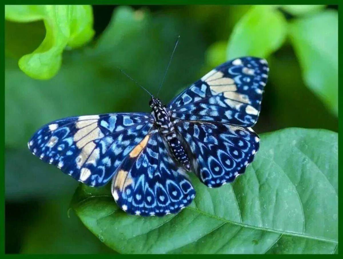 Красивая бабочка #9