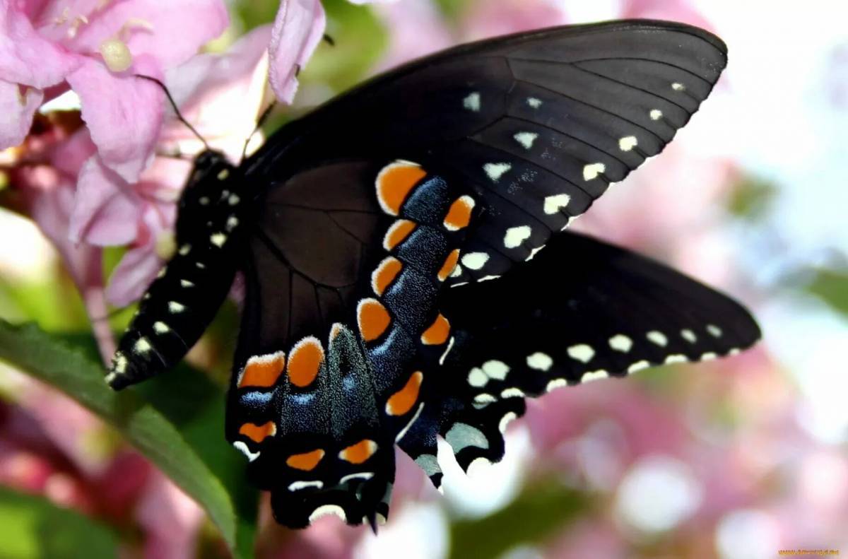Красивая бабочка #11