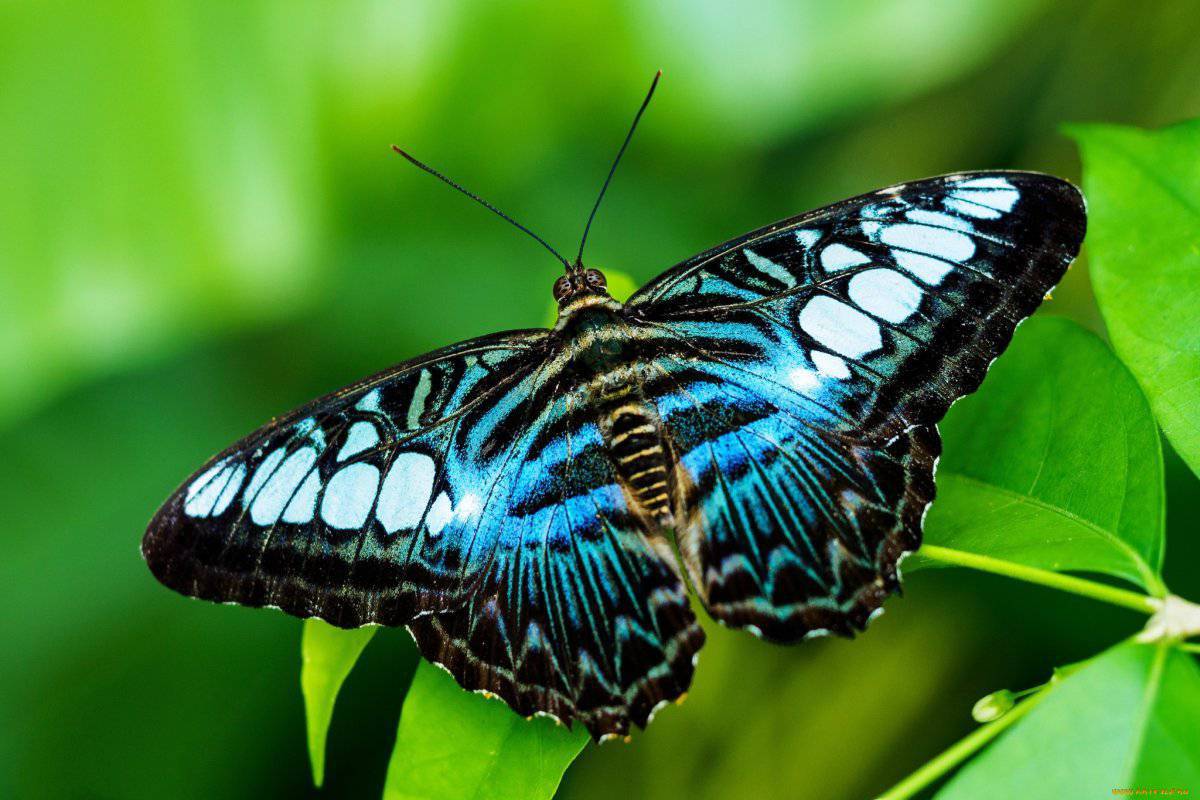 Красивая бабочка #12