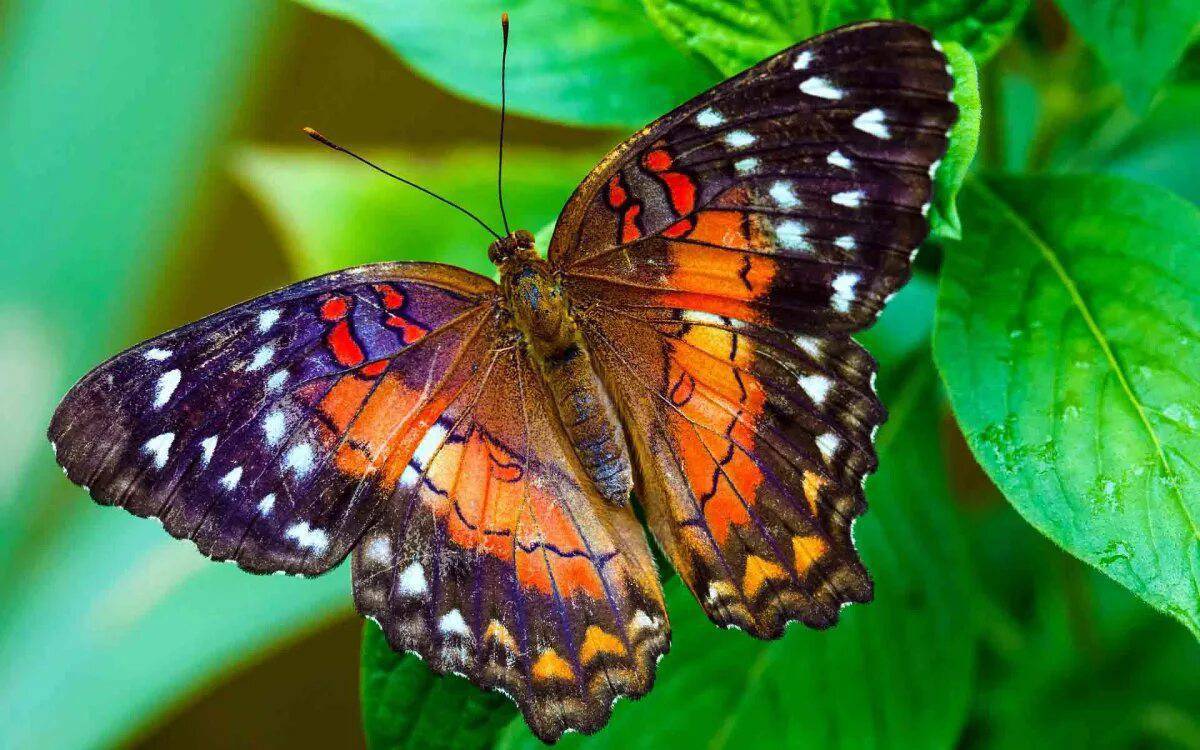 Красивая бабочка #13