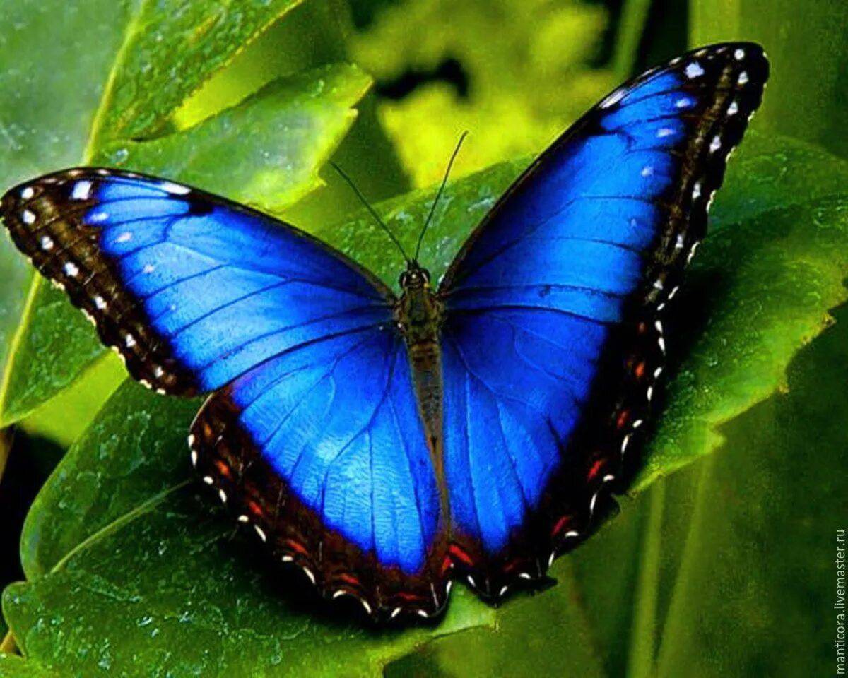 Красивая бабочка #14