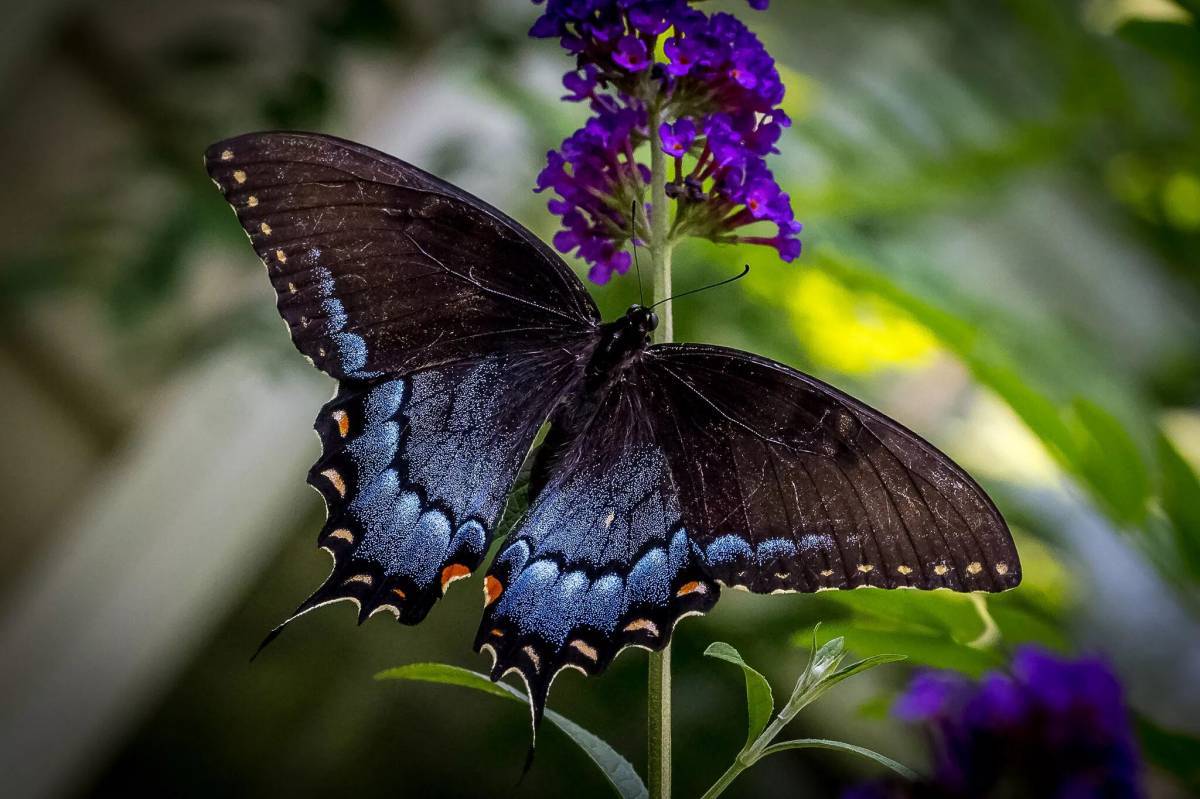Красивая бабочка #15
