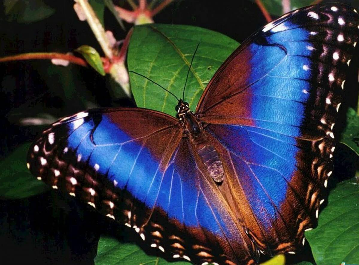 Красивая бабочка #16
