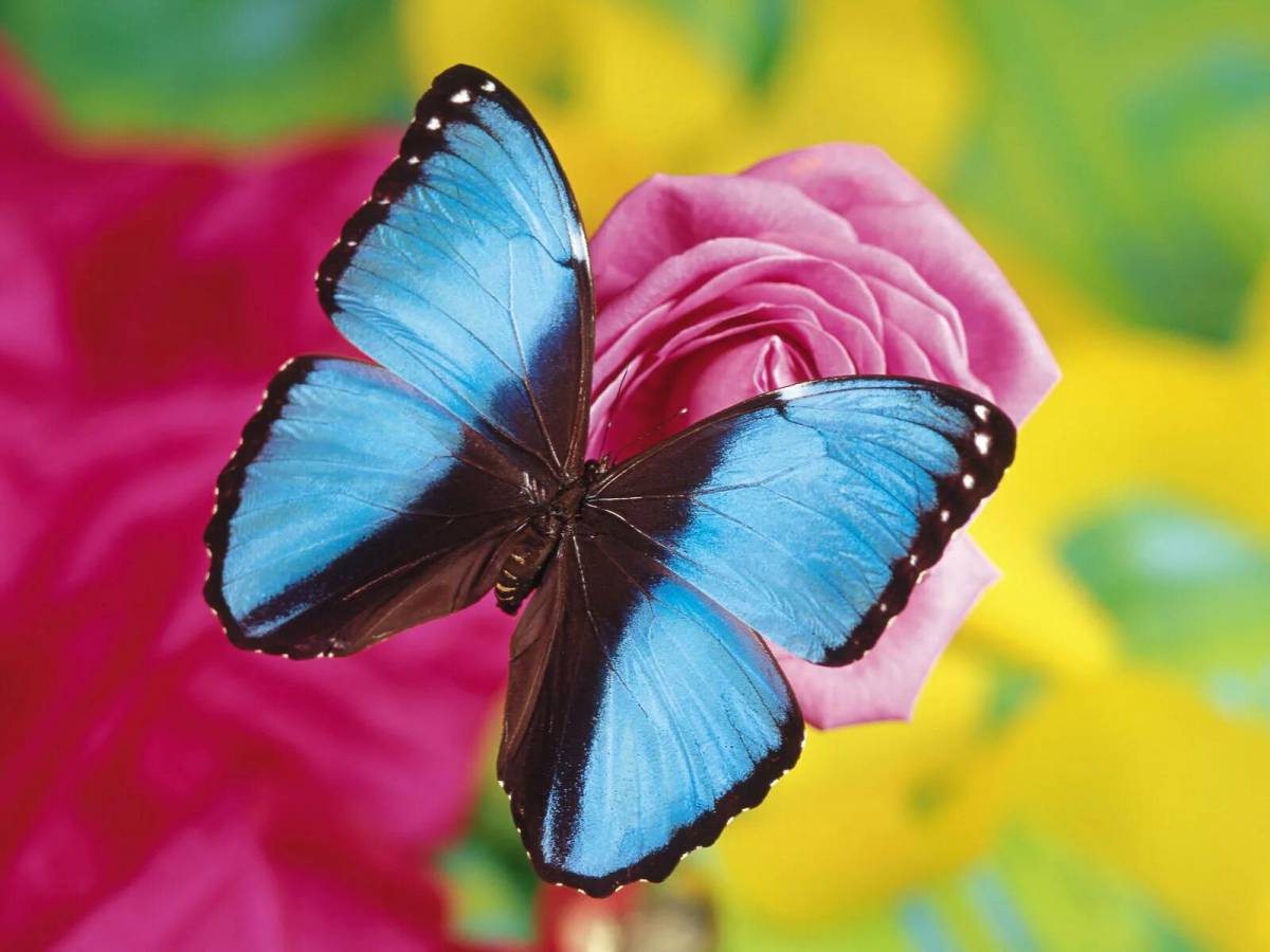 Красивая бабочка #19