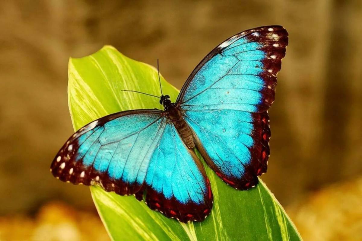 Красивая бабочка #21