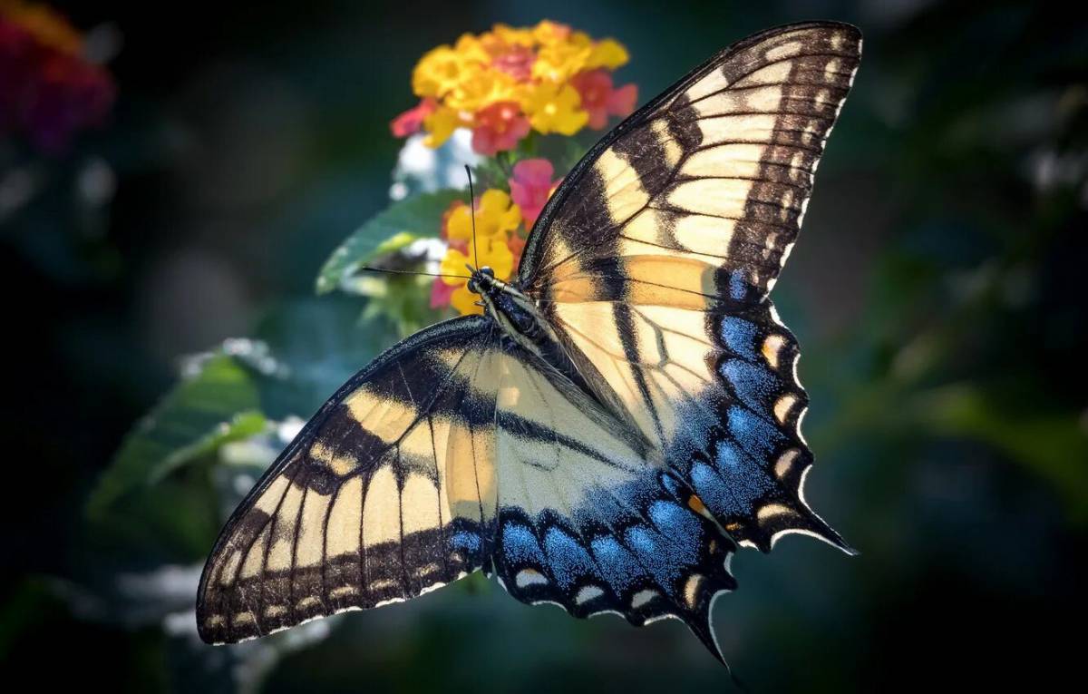 Красивая бабочка #22