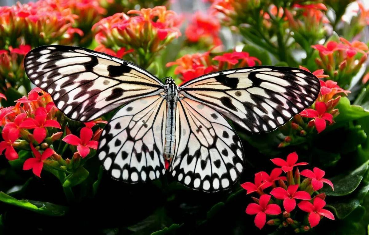 Красивая бабочка #23