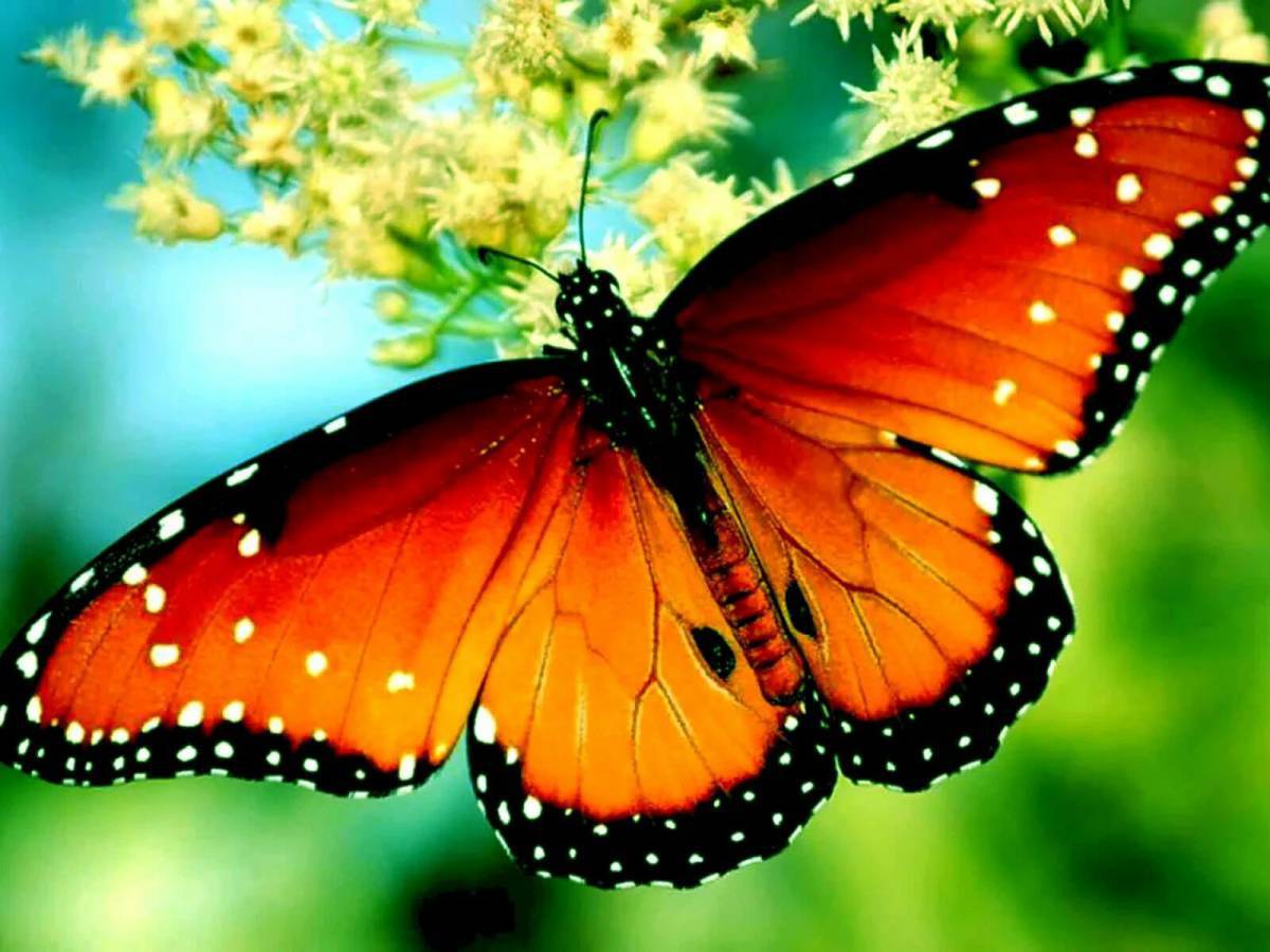 Красивая бабочка #24