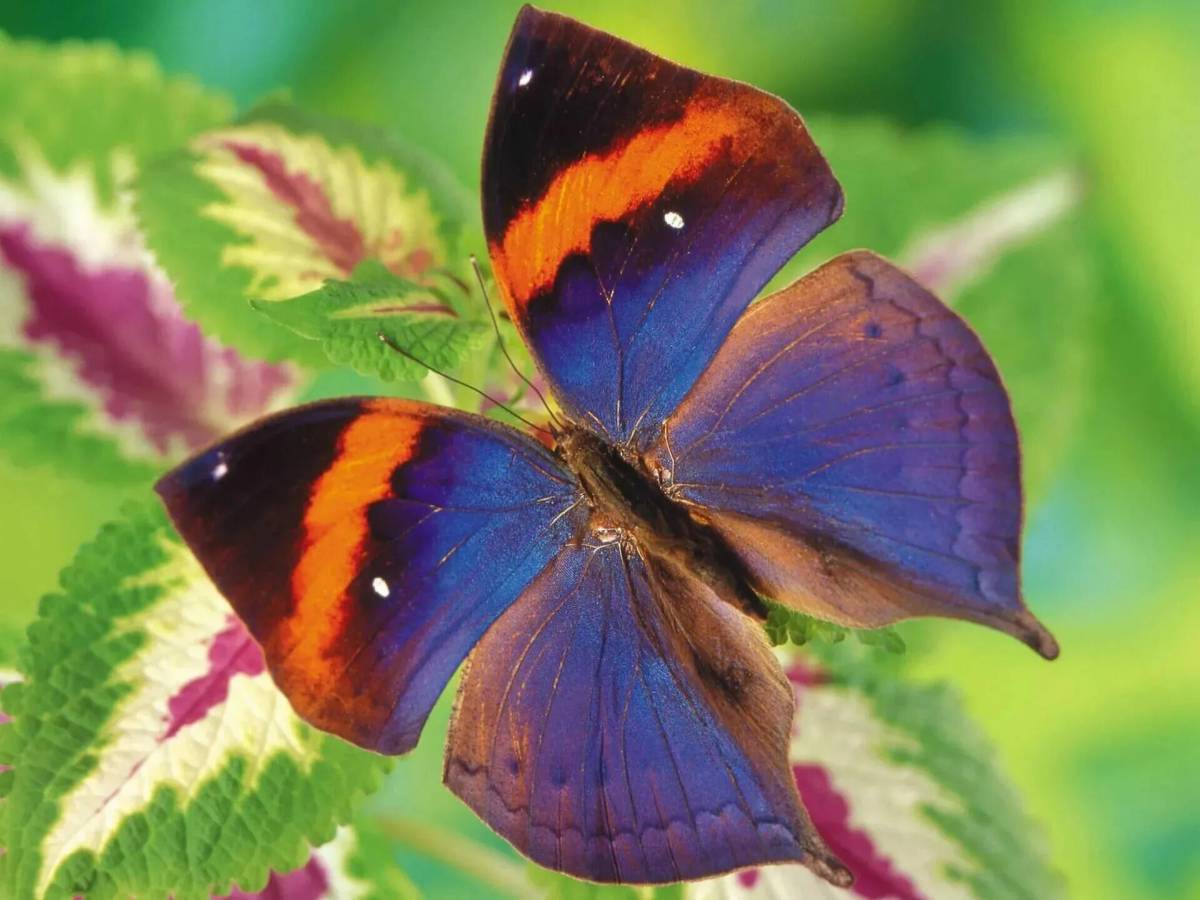 Красивая бабочка #25