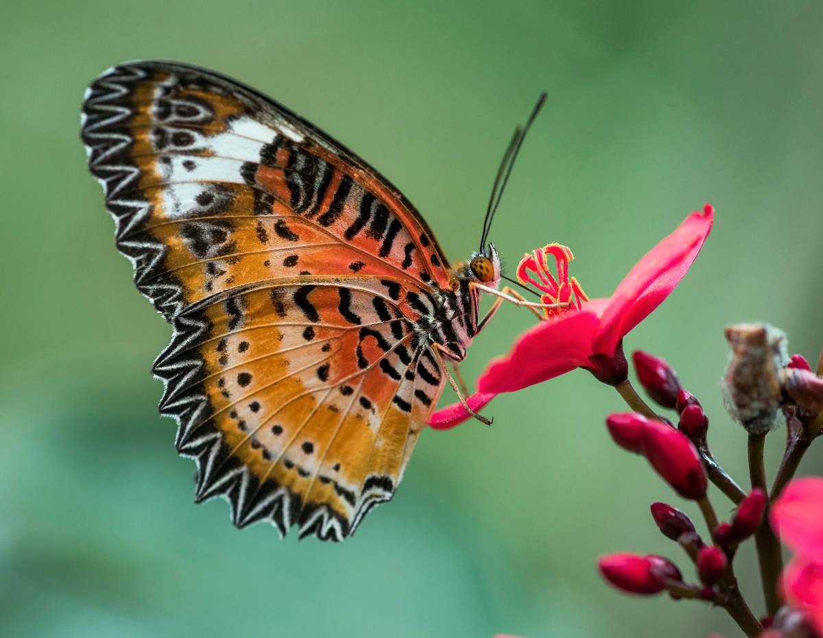 Красивая бабочка #26