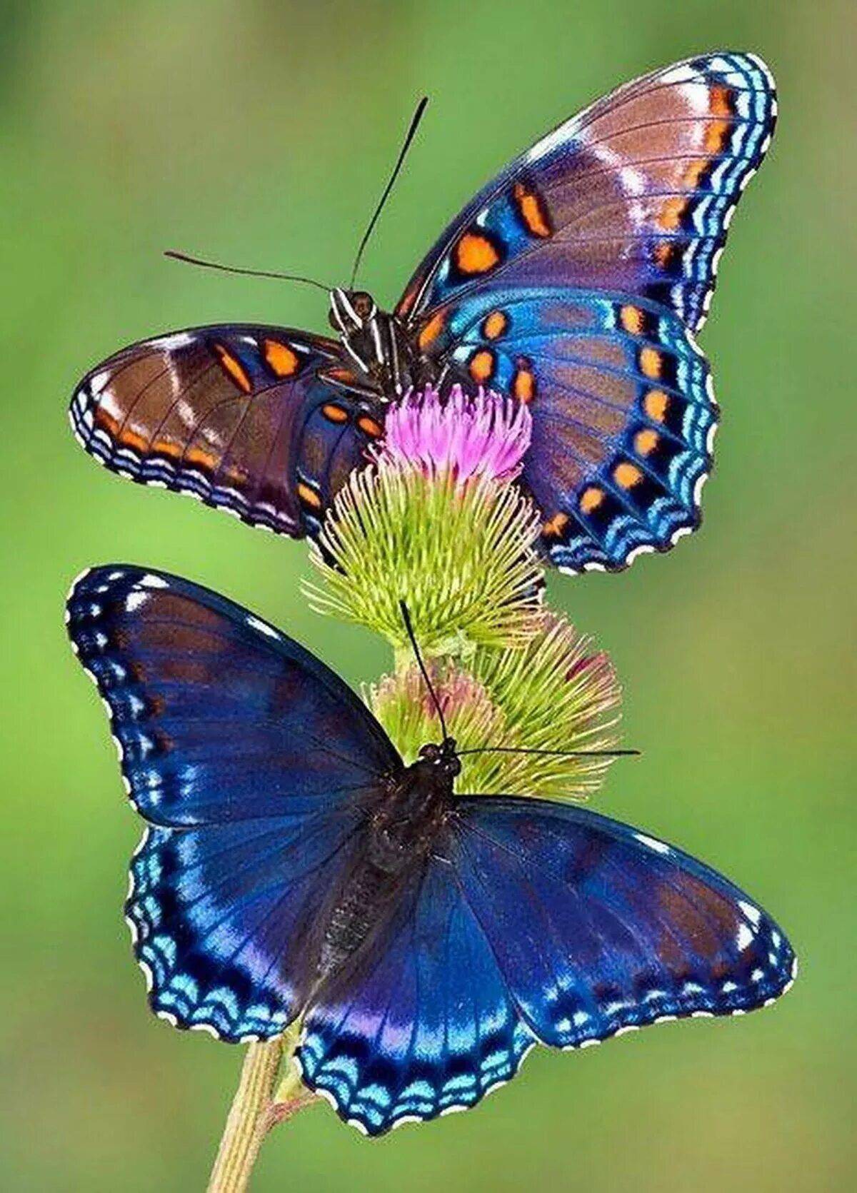Красивая бабочка #27