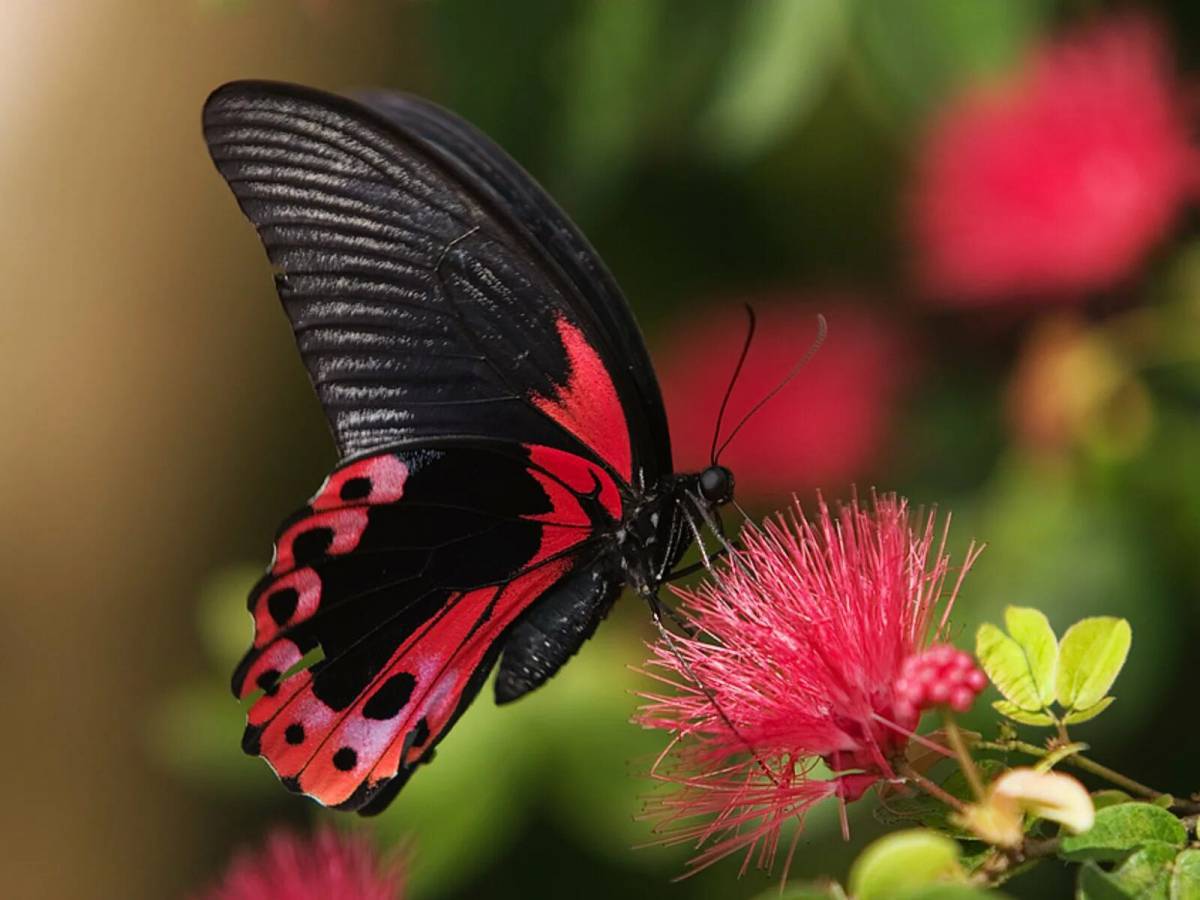 Красивая бабочка #28