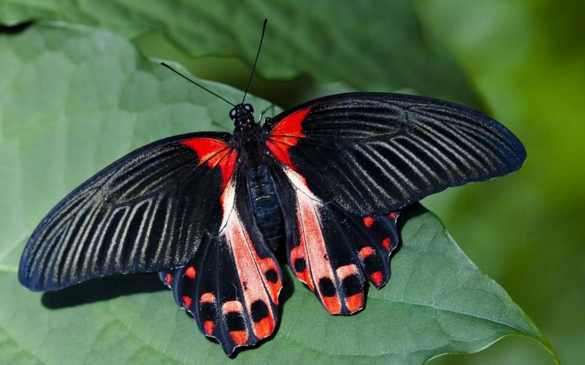 Красивая бабочка #30