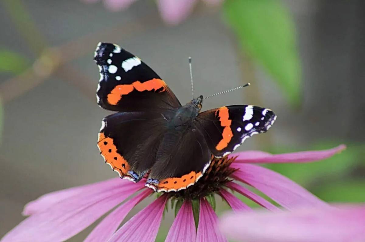 Красивая бабочка #31
