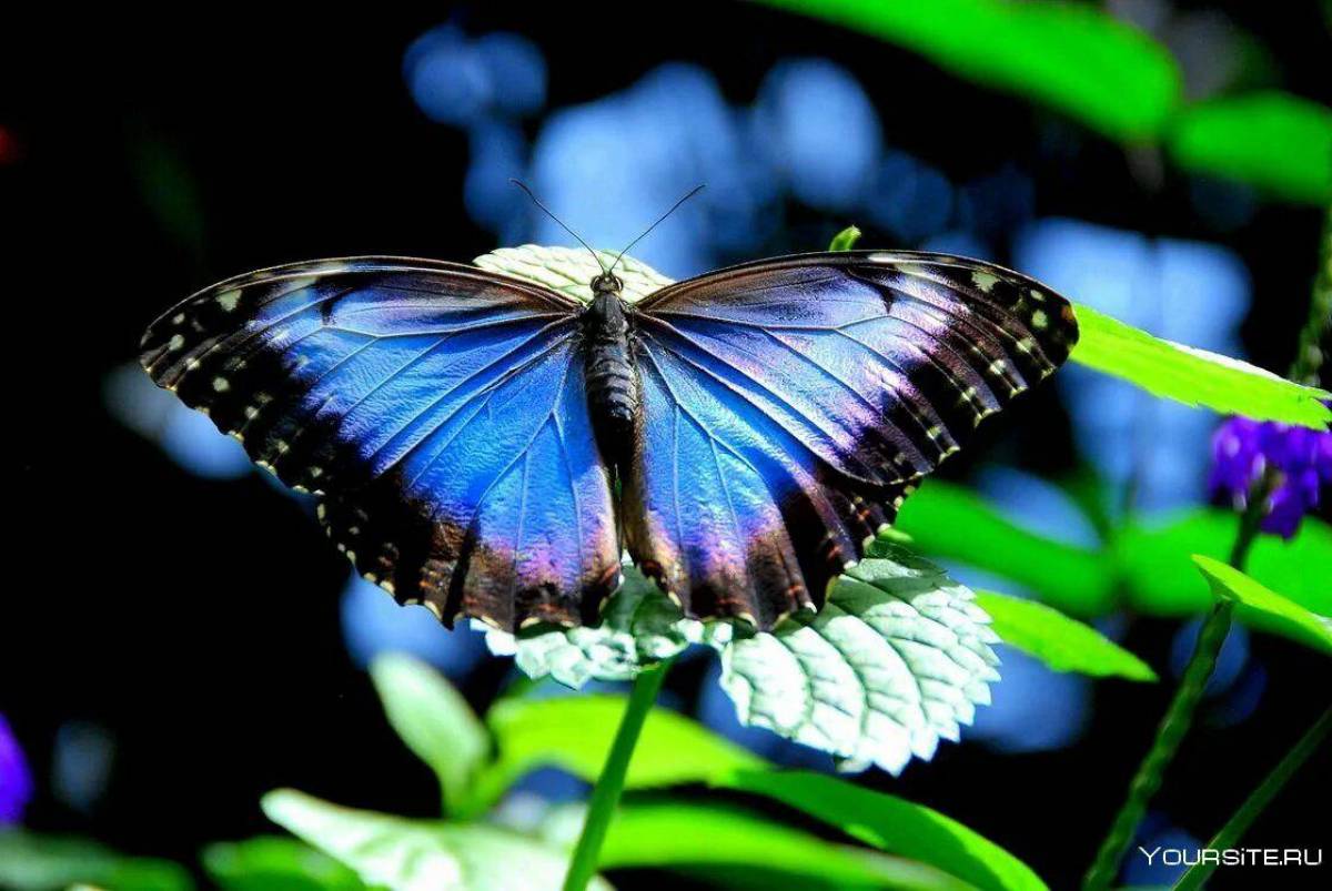 Красивая бабочка #32