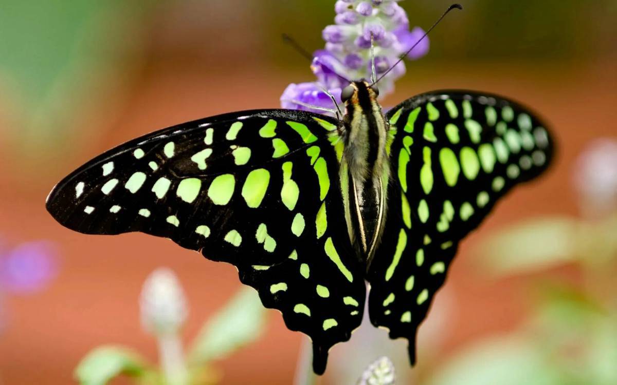 Красивая бабочка #33