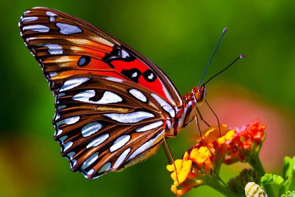Красивая бабочка #34
