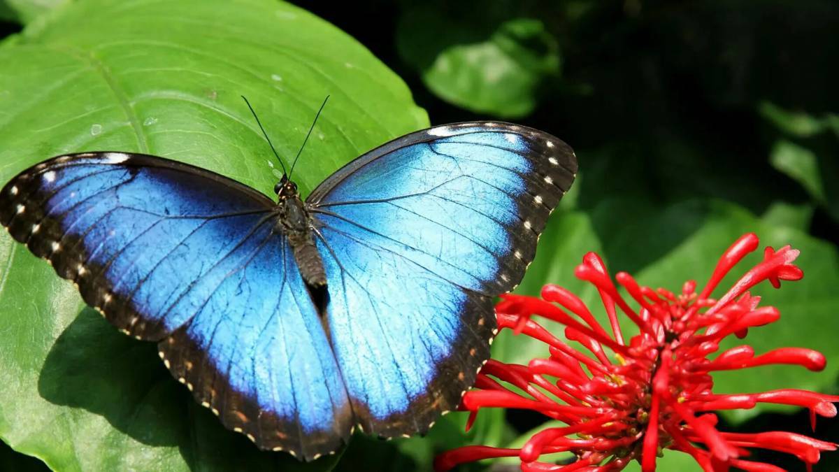 Красивая бабочка #35