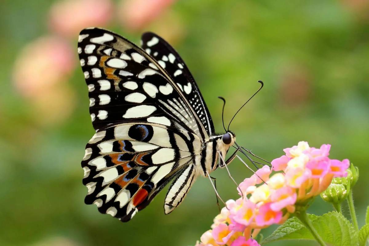 Красивая бабочка #37