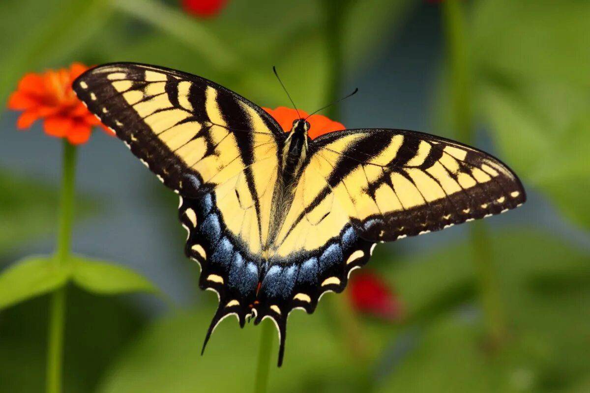 Красивая бабочка #38