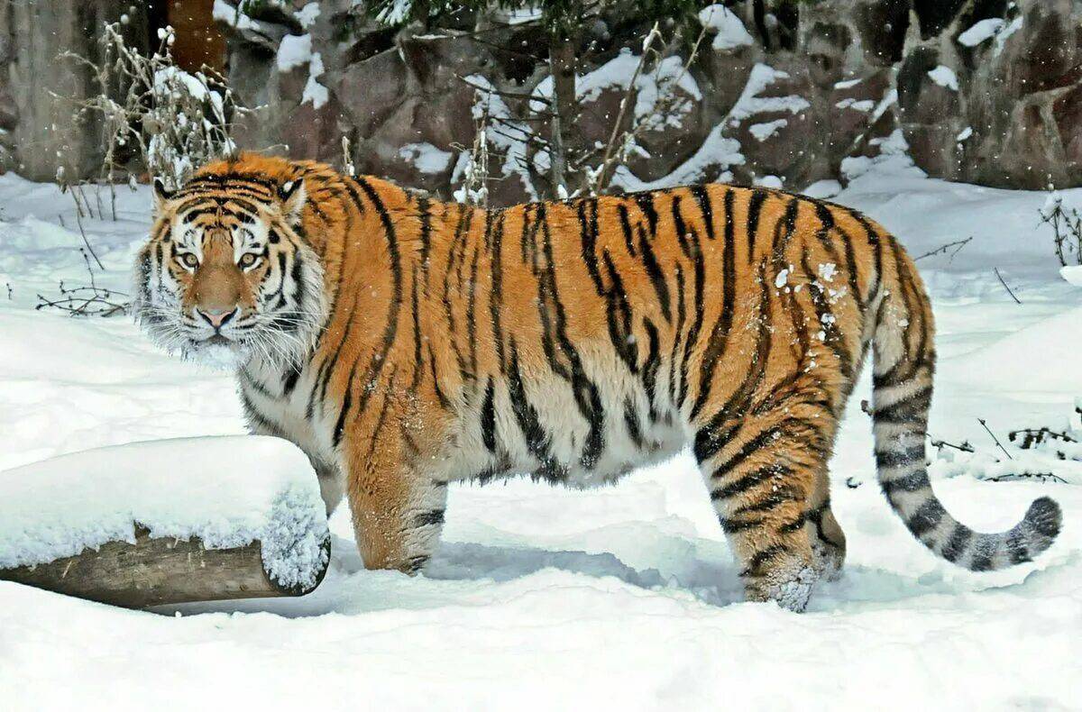 Красная книга амурский тигр #1