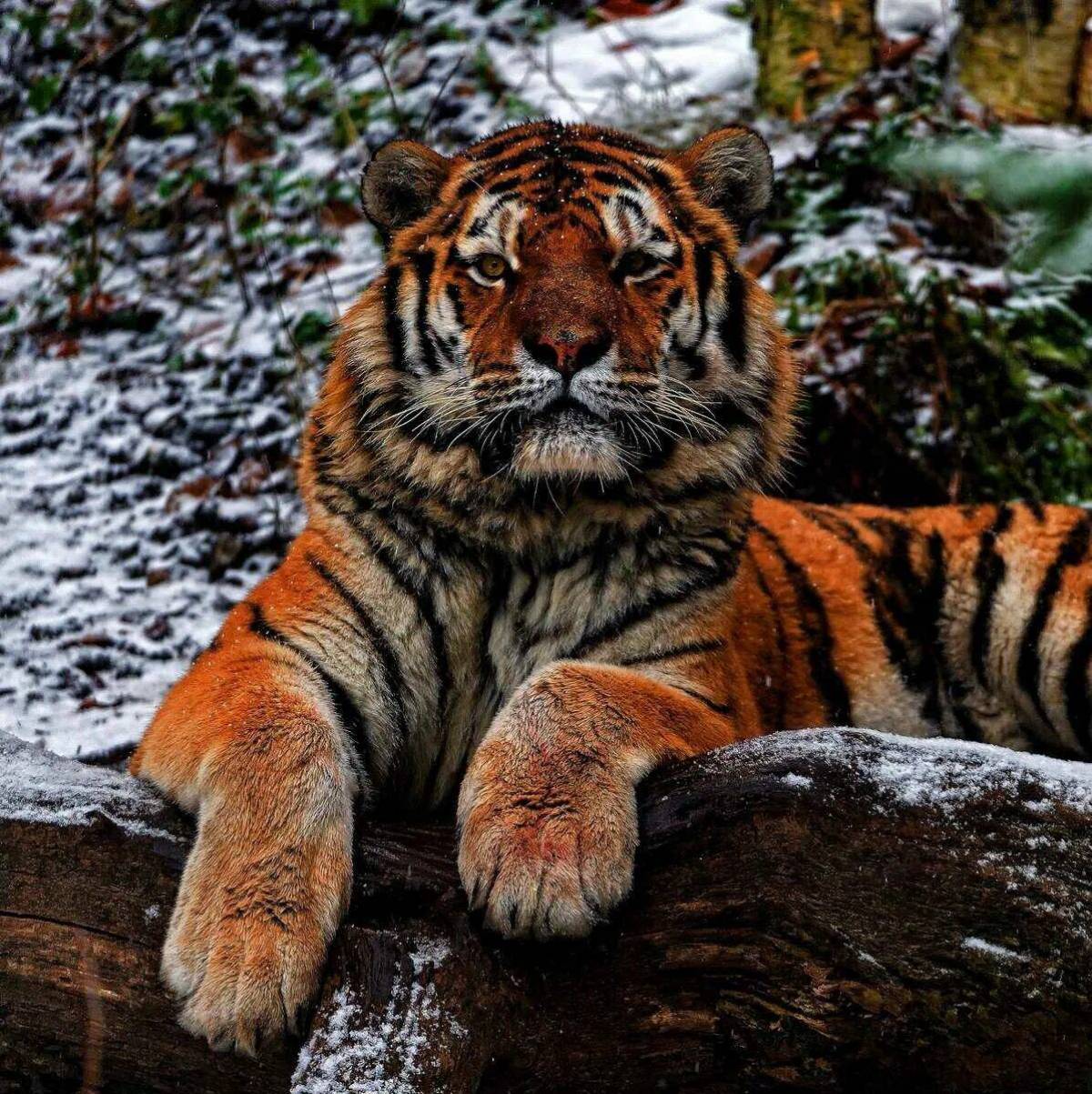 Красная книга амурский тигр #5