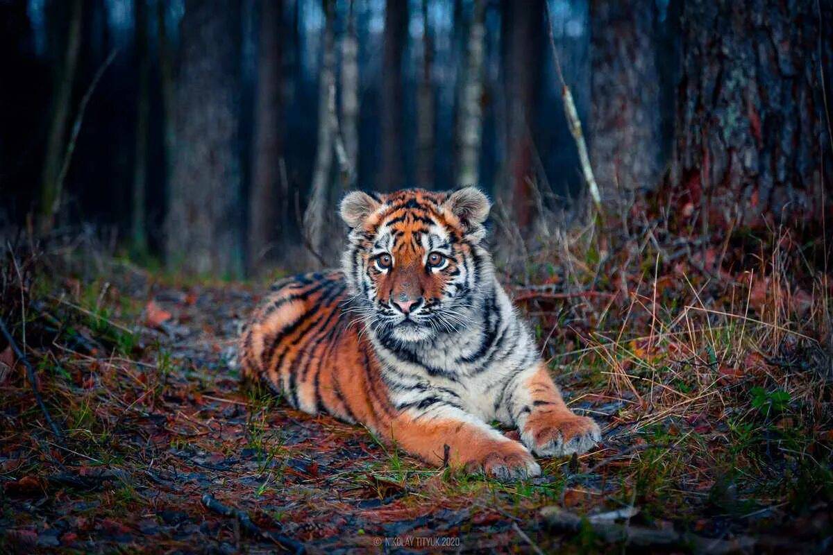 Красная книга амурский тигр #6