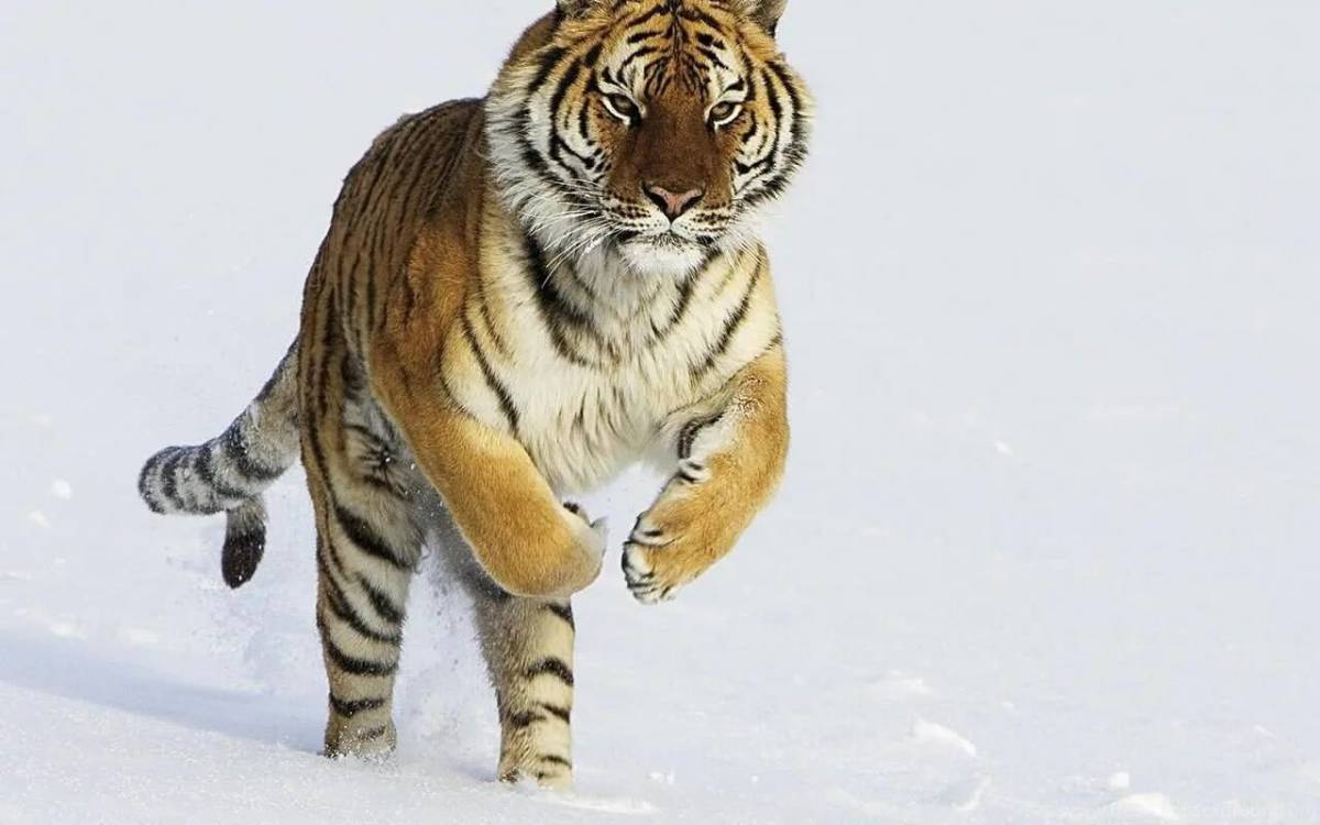 Красная книга амурский тигр #9