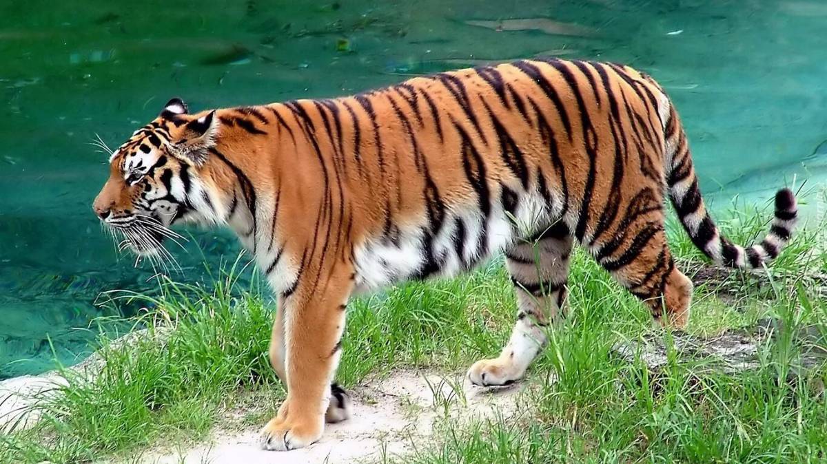 Красная книга амурский тигр #15