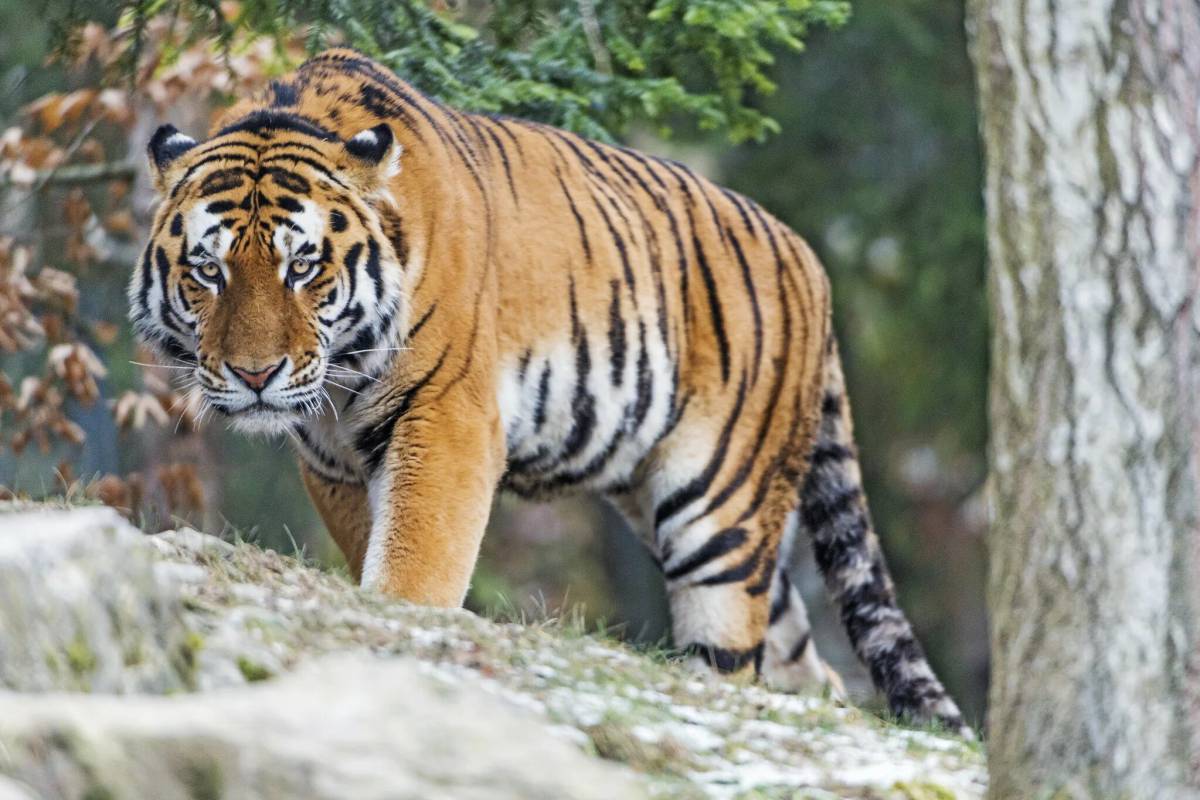 Красная книга амурский тигр #18