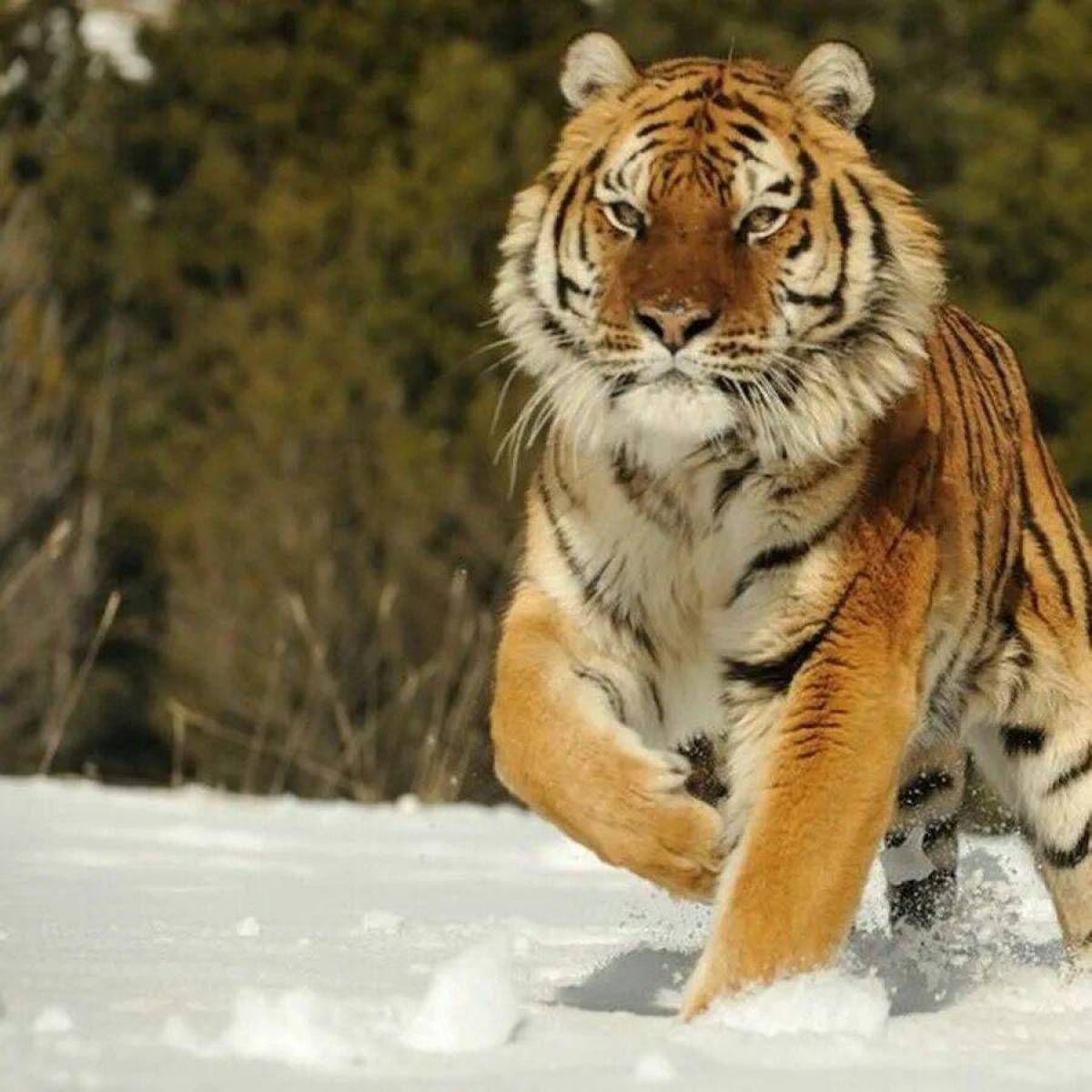 Красная книга амурский тигр #20