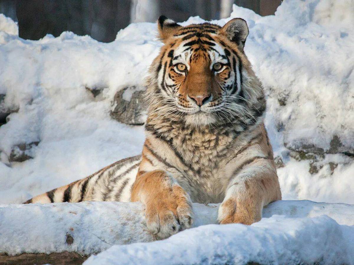 Красная книга амурский тигр #25