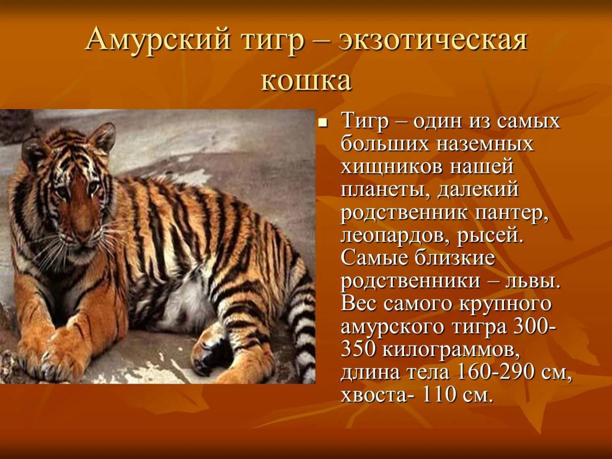 Красная книга амурский тигр #29