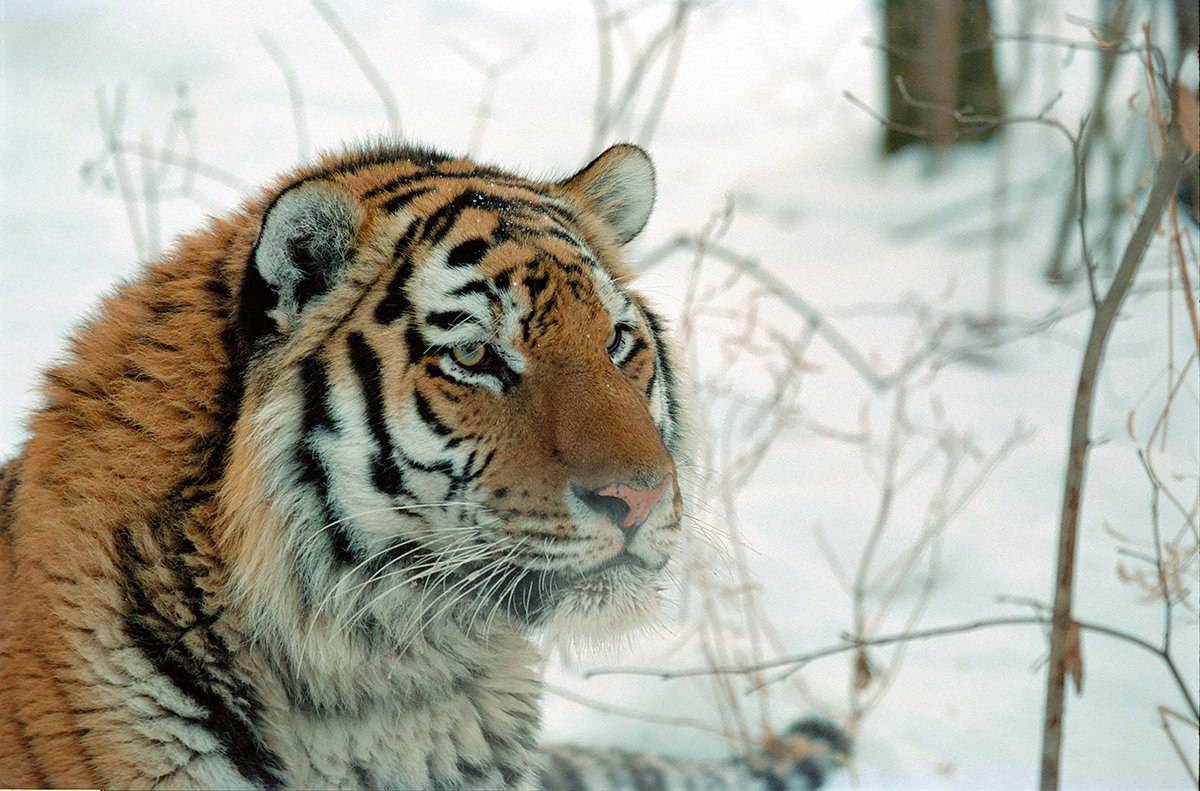 Красная книга амурский тигр #30