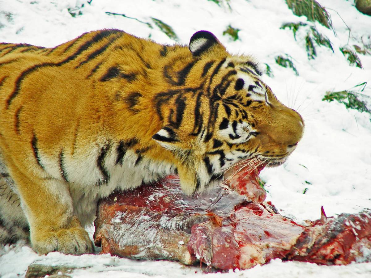 Красная книга амурский тигр #33