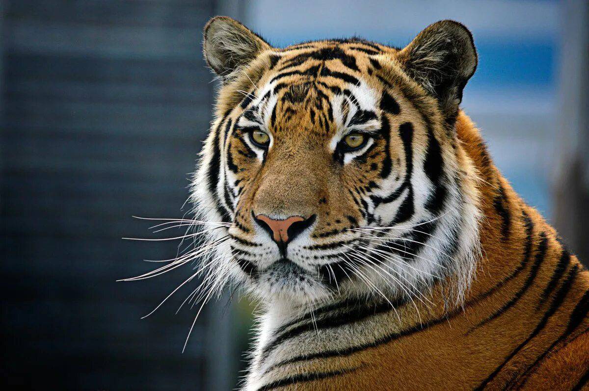Красная книга амурский тигр #39