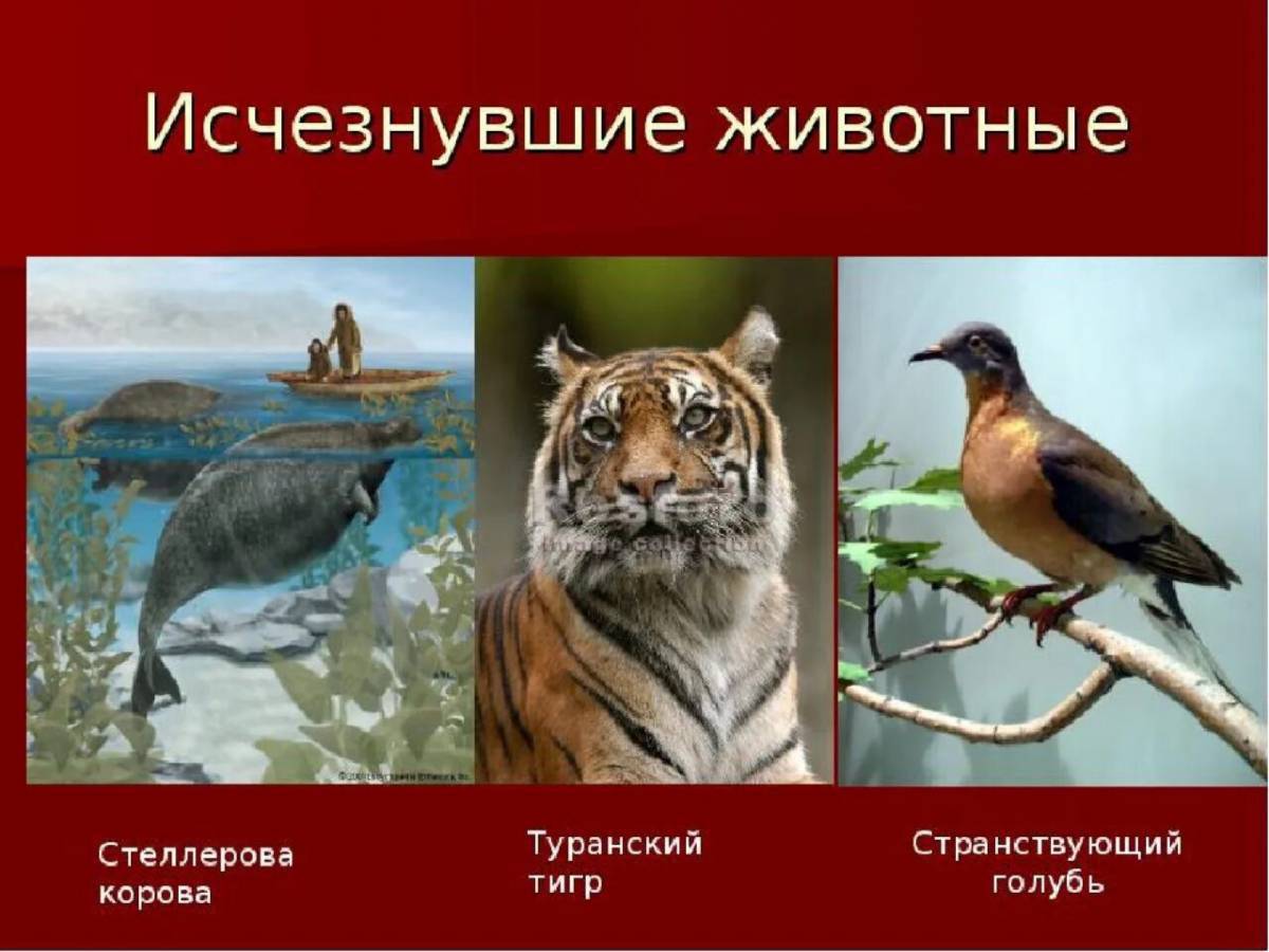 Красная книга россии животные и растения #2