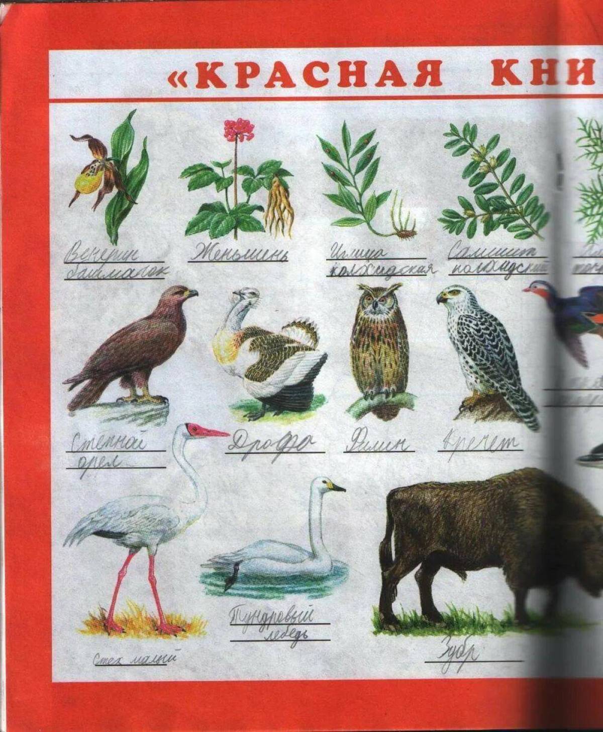 Красная книга россии животные и растения #3