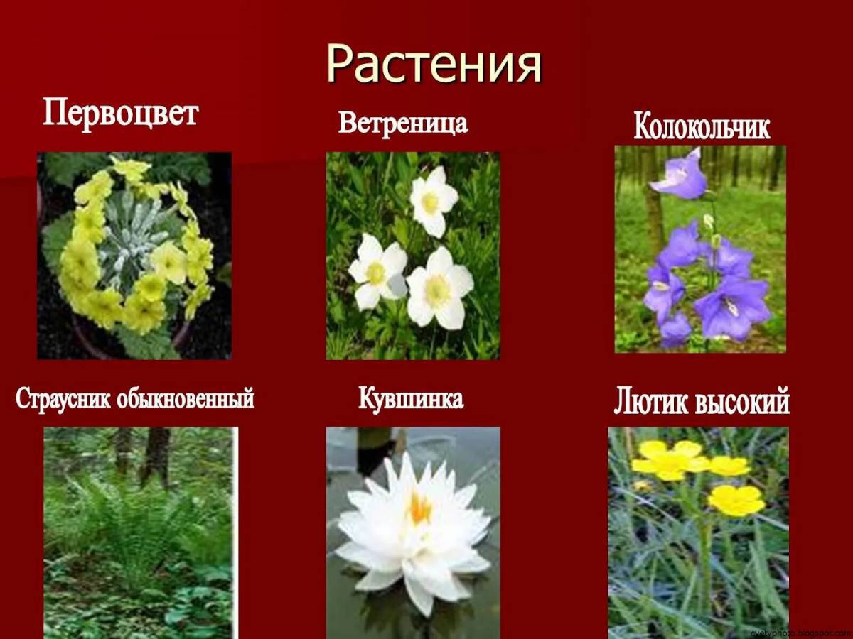 Красная книга россии животные и растения #14