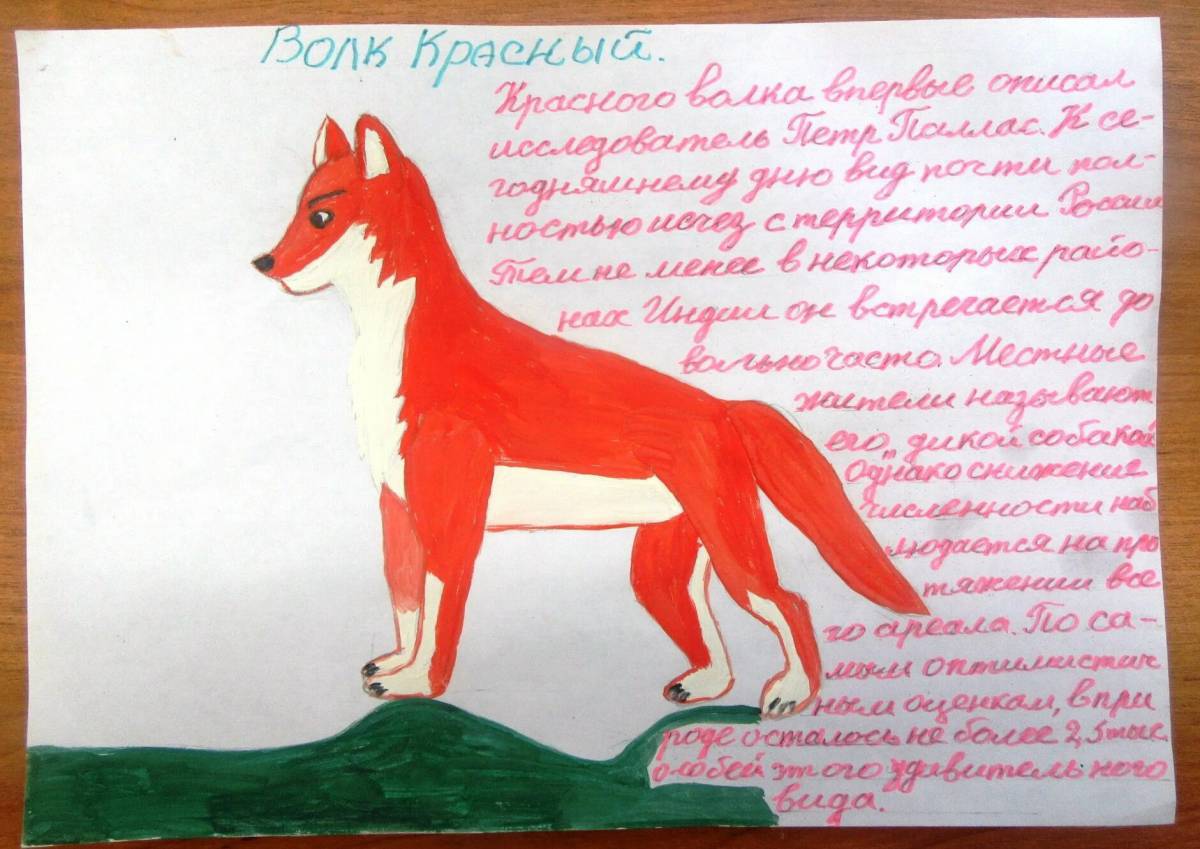 Красный волк из красной книги #29