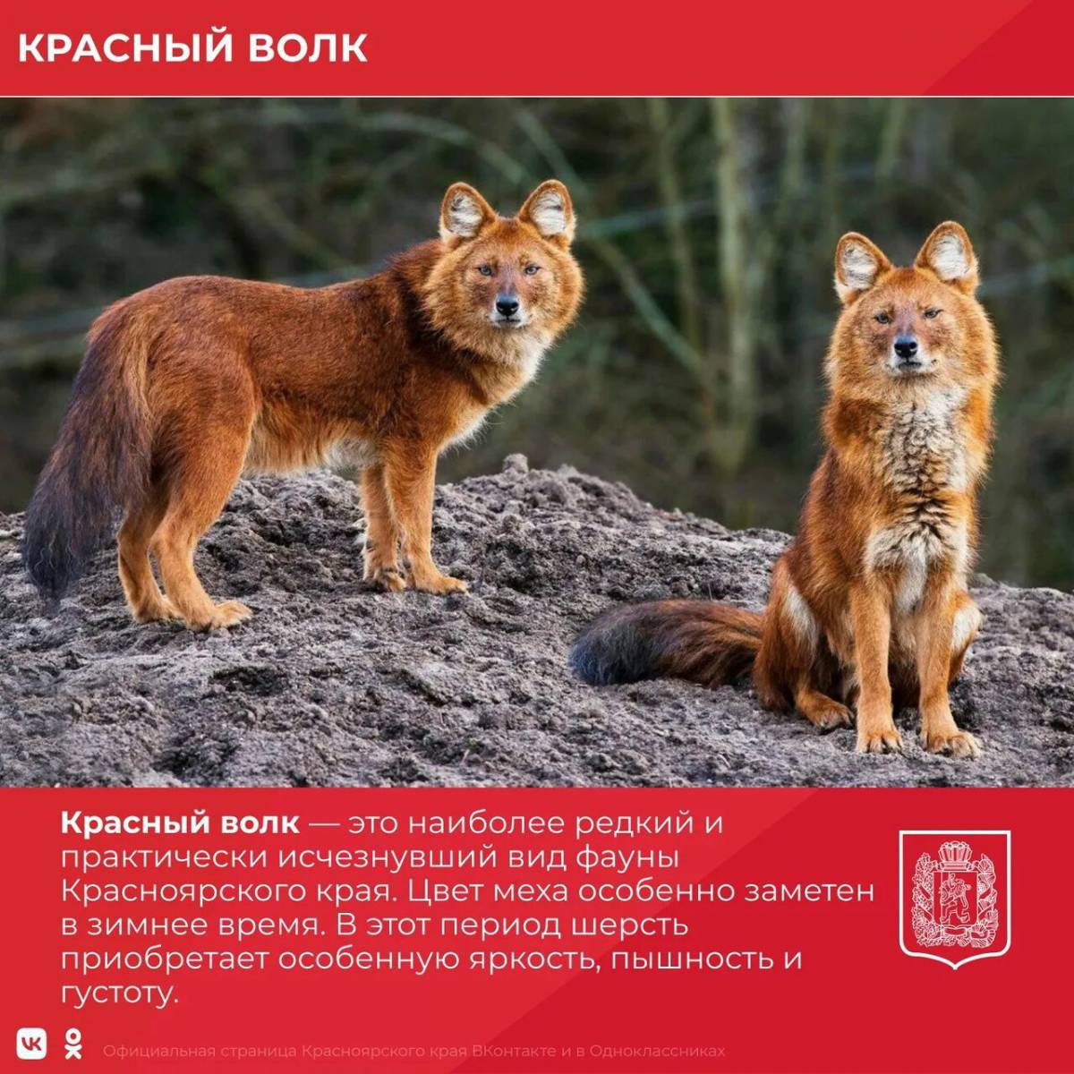 Красный волк из красной книги россии #17