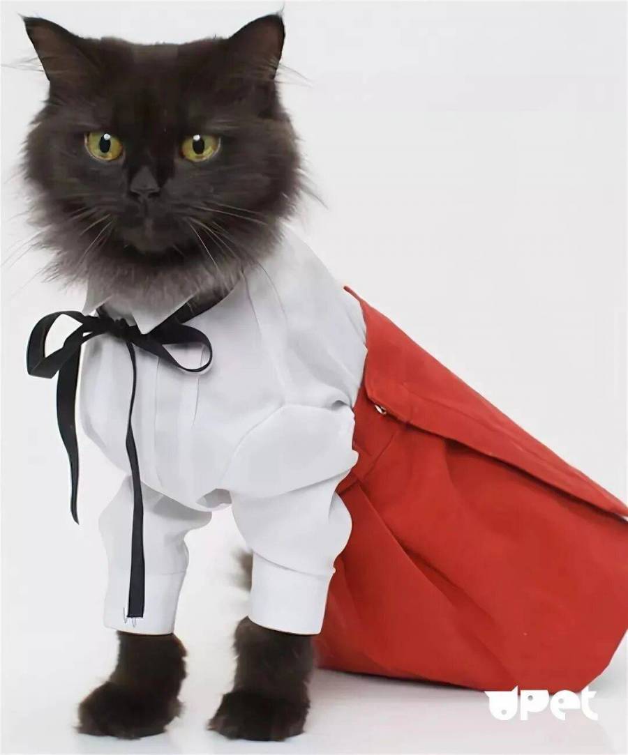 Красивая одежда для кошек