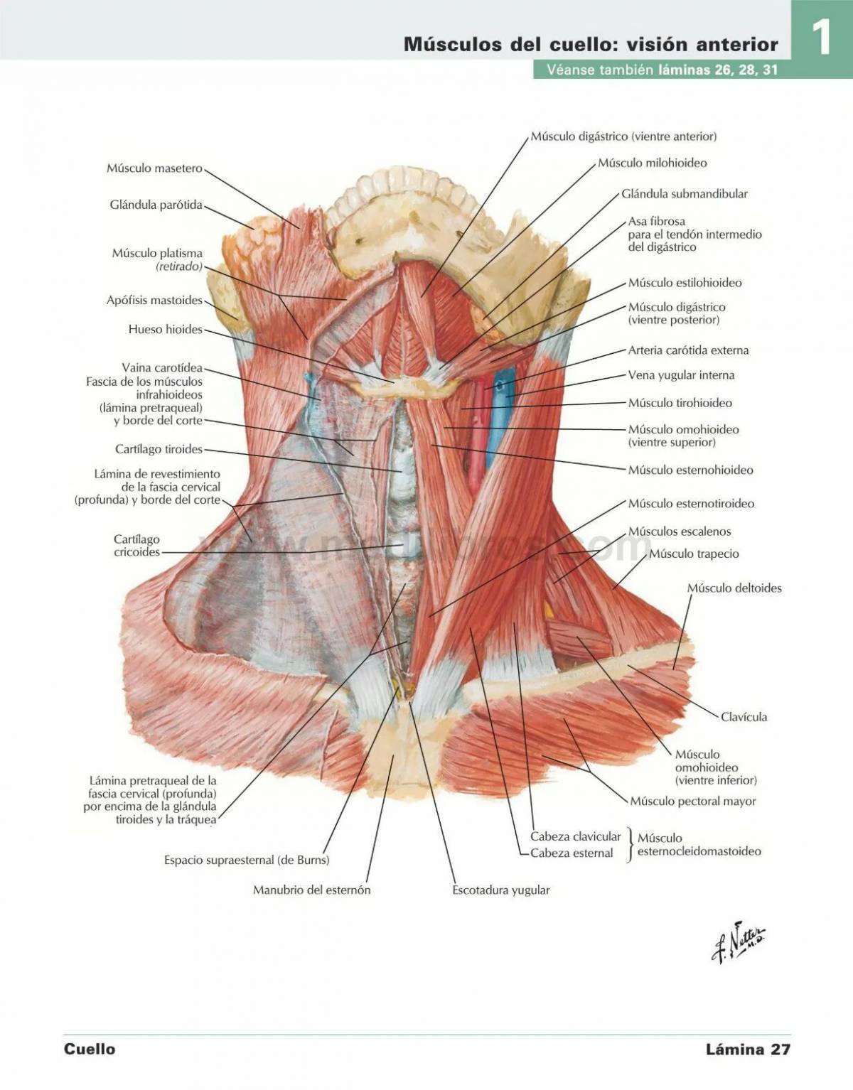 Мышцы шеи анатомия картинки спереди