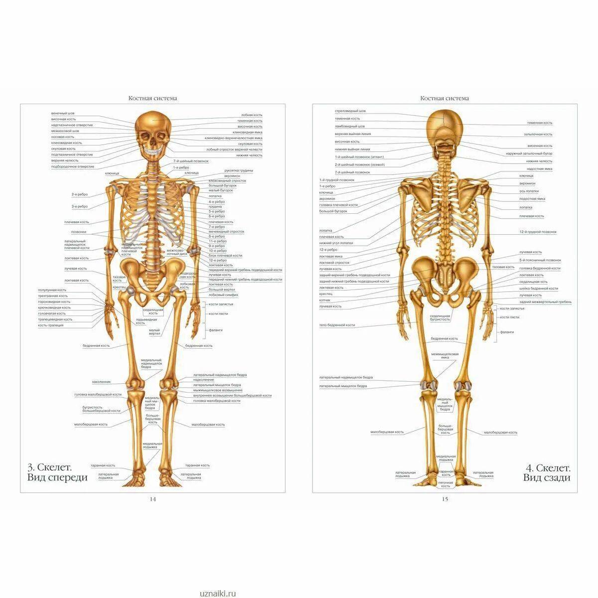Анатомия человека в картинках скелет человека с названиями