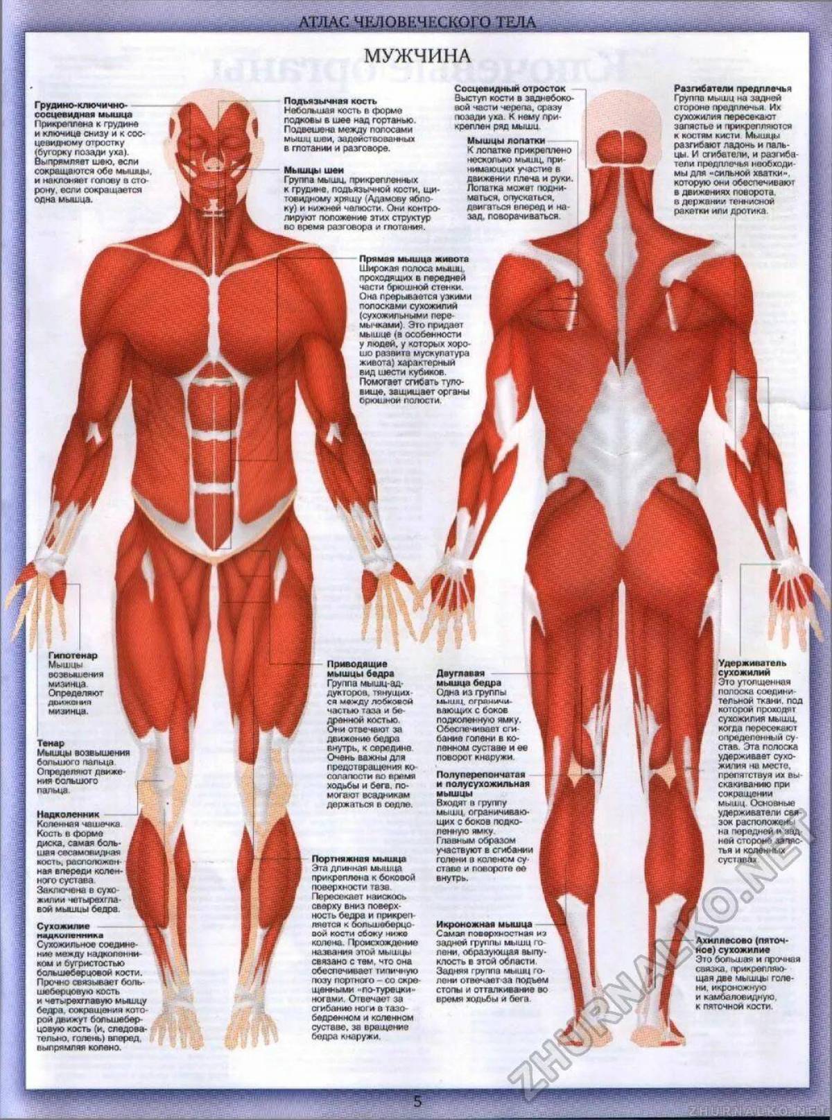 Анатомия человека мышцы в картинках