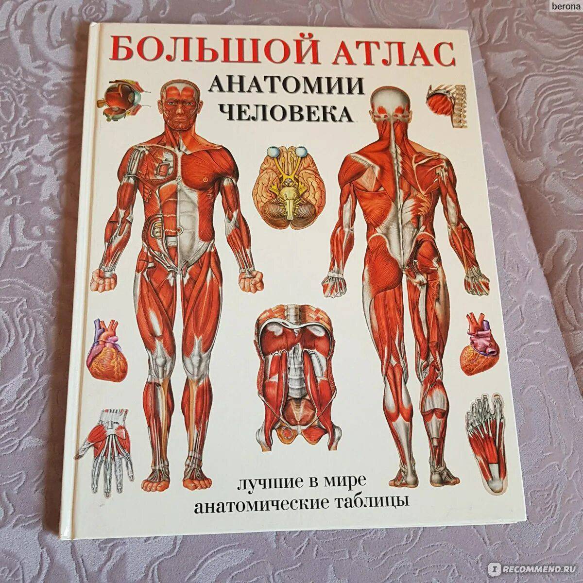 Медицинский атлас по анатомии человека в картинках