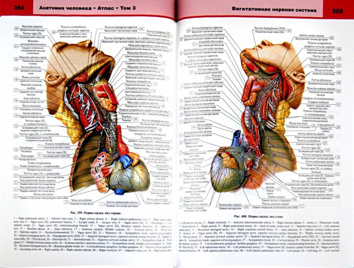 Атлас анатомии в человека в картинках